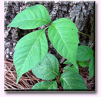 
            No Bleach Please: How to Treat Poison Ivy        